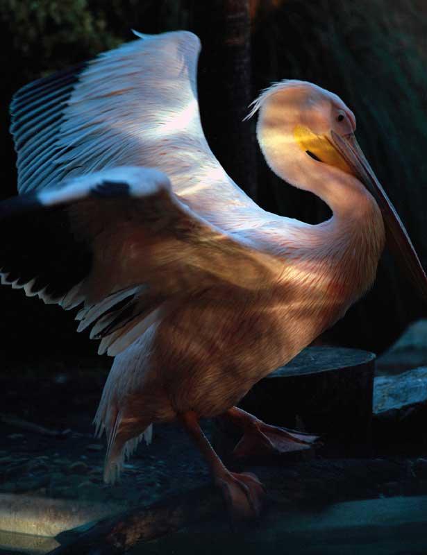 Pássaro a abrir as asas